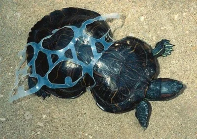 szkoda-czasu - taka sama akcja z żółwiem :/