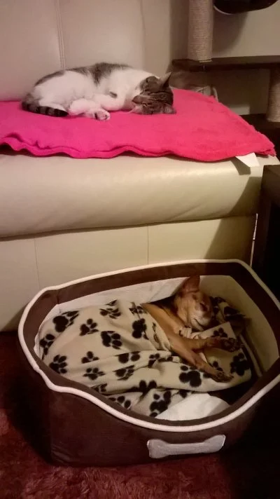 Sniezkaberka - > nie śpij z kitku

@bendebordo: spałam z małym psem, nie z kotem, w...