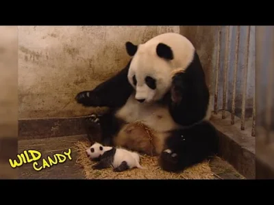FirstWorldProblems - Pandy to takie duże pierdoły, dlatego są takie pocieszne :))