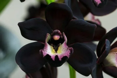 p.....a - Jaka piękna, chciałabym kiedyś dostać.

#orchidea #kwiaty