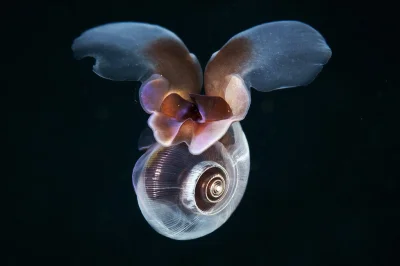 DuchBieluch - Limacina rangii – gatunek morskiego ślimaka występujący w Oceanie Połud...
