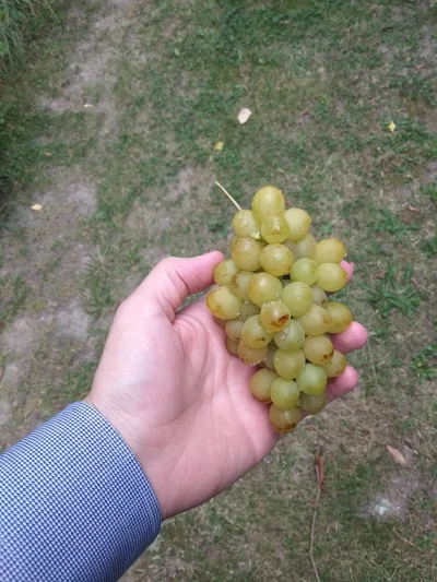 g.....i - #winogrona #dzialka #rolnictwo 

Zbiory winogron na działce ( ͡° ͜ʖ ͡°)
