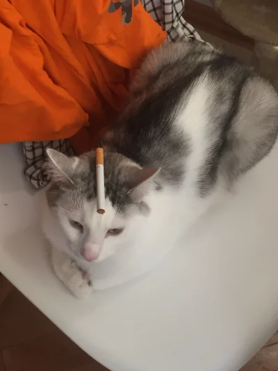 j.....e - Nie wiem co napisać wiec wklejam zdjęcie swojego kota z papierosem na głowi...