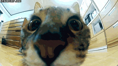 pierdze - #gif #kot #smiesznekotki #koty 

Jeśli nie chcesz przegapić następnej por...