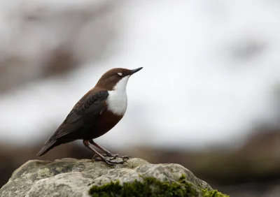 angelosodano - Pluszcz zwyczajny (Cinclus cinclus)_ 
#vaticanouccello #vaticanowallp...