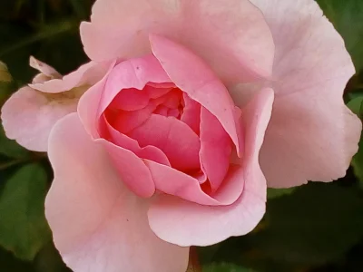 laaalaaa - No to dobrnęliśmy do półmetka :)
Róża nr 50/100 z mojego ogrodu ( ͡° ͜ʖ ͡...