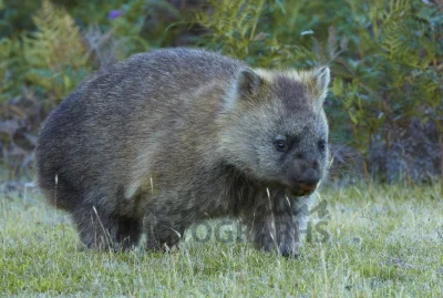 Marpop - idę się położyć, może usnę sobie jeszcze jednak #dobranoc #wombat