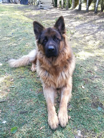 Kalifatv2 - @Zuen: masz i drugiego ( ͡° ͜ʖ ͡°)