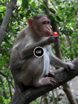 Ryptun - Jak nabrać małpę ( ͡° ͜ʖ ͡°)
SPOILER
SPOILER