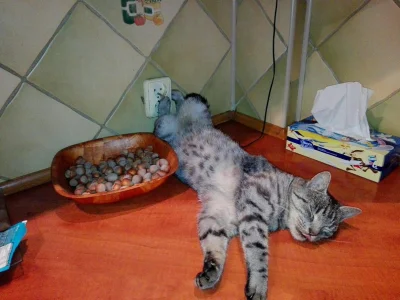 wydepilowany - Ladowanie kota
#koty #smiesznypiesek
