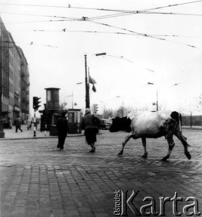 yanosky - Listopad 1962. Kobieta prowadząca krowę Alejami Jerozolimskimi. Fot. Jarosł...