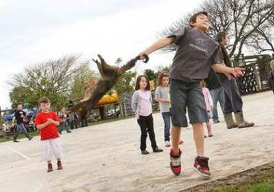 WombatCombat - Wiedzieliście że popularną zabawą wśród dzieci w Nowej Zelandii jest r...