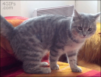 KocieJaduo - Ewakuacja :3
#koty #gif