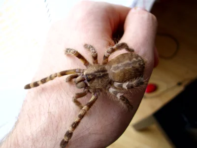 K.....d - pierwsza diagnoza śmiertelna - samczor :> Poecilotheria regalis - L6

jeś...