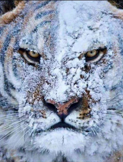 cheeseandonion - Zimny drań.

#zwierzaczki #redditselected #tygrys