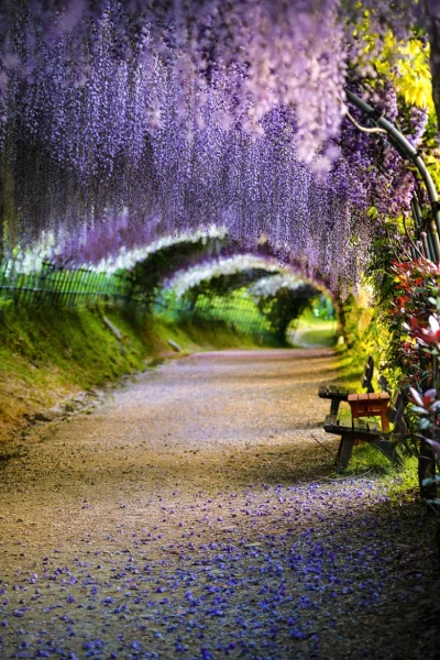 Lookazz - > A wisteria flower tunnel in Kitakyushu, Japan



#earthporn #fotografia #...