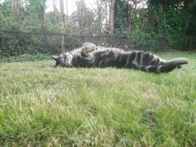 anenya - Mój kot ma nowe hobby, siedzi godzinami w ogródku i zeżera chrabąszcze ( ͡° ...