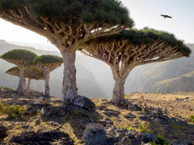 Artktur - Wyspa smoczych drzew.

Sokotra to należący do Jemenu archipelag czterech ...