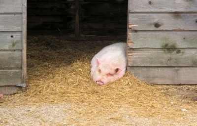 w.....y - Opis zdjęcia - "śpiąca świnka" #trzodachlewnaboners #przewijajdalej #smiesz...