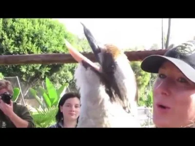 starnak - Śmiech kookaburra