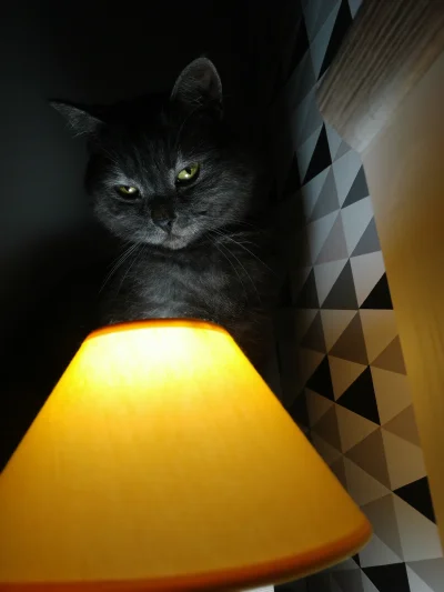 KaloryfeR - #koty #pokazkota 
Plusik a może dożyjesz poranka