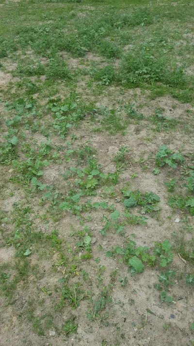 sdekna - #ogrodnictwo #domiogrod #dom #rosliny #ogrod

Chcialem miec piekny trawnik, ...