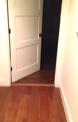 groundcontrol - #gif #heheszki #smiesznypiesek