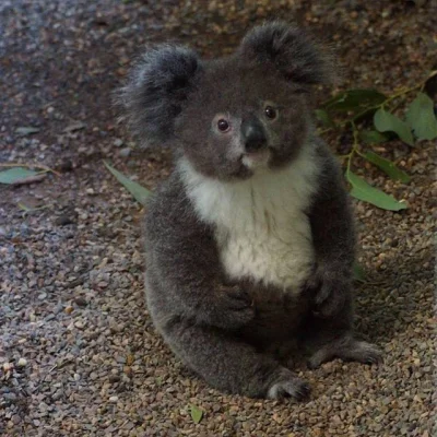 antylopka - #smiesznypiesek #australia 
mały potworzak mówi dobranoc ʕ•ᴥ•ʔ