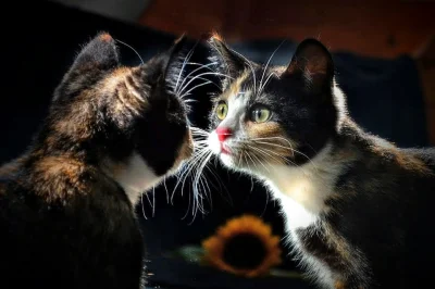 sinusik - 73/100 Nawet jeśli koty mają świadomość własnej urody, ich reakcje na lustr...