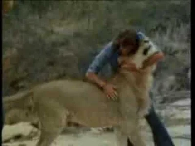 G.....K - Cos podobnego
 Christian the lion was a lion born in captivity and purchase...