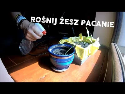 Cedo_sredo - Oprócz pielgrzymki postanowiłem w te wakacje wyprodukować sobie jeszcze ...