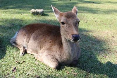 Sebb521 - @kanapeczkazkanapa: Nara to miasto jeleni, kto był, ten wie ( ͡° ͜ʖ ͡°)