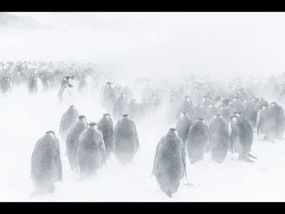 Sphenisciformes - Marsz pingwinów 2: Przygoda na krańcu świata. Już w kinach! :)

#...