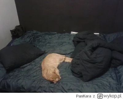 PanKara - wygląda na to, że dzisiaj śpię na ziemi ;_; #koty ##!$%@?