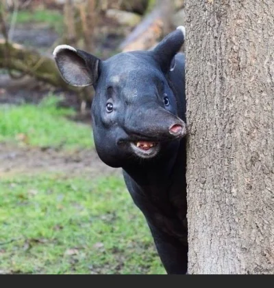 D.....s - DZIEŃ DOBRY
#tapir #smiesznypiesek