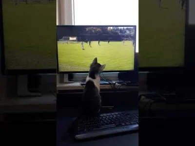 Sidney1 - Oglądam z kotem mecz
#koty #pokazkota #ktsweszlo #weszlo