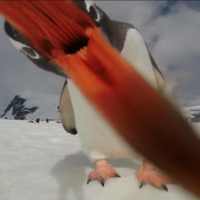 ReeGall - Głodny #pingwin



SPOILER
SPOILER