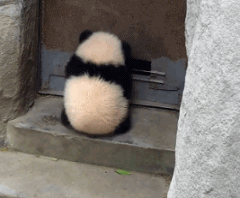 pablonescafebar - specjalnie wyszkolona panda do otwierania drzwi #tagujetogowno #zwi...