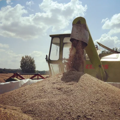 karolkopanko - Kosimy żyto, abyście mieli z czego robić mąkę na rogale
#wiejskiezyci...