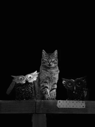 KatStanley - #fotografia #czarnobiale #koty