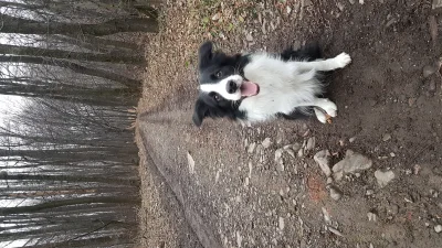 Aggressiv - Hasu hasu do lasu

#bordercollie #dziendobry #piesel #pieseczkizprzypad...