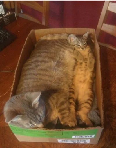 l-da - przyszła paczka z zamówionymi kotami w dwóch rozmiarach
#koty #zwierzęta #nat...