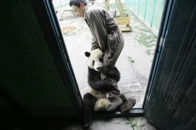 p.....4 - #zwierzaczki #neuropa #ocieplanietagu #peterkovacpoleca

Młoda panda w trau...