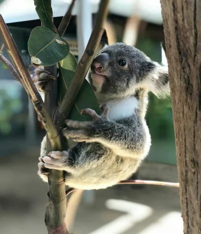 Najzajebistszy - Ostatni eukaliptus w tym sezonie. ʕ•ᴥ•ʔ

#koalowabojowka #zwierzaczk...