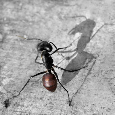 Marshalist - Giant Forest Ant (Tanja Nijhoff)

 #mrowki