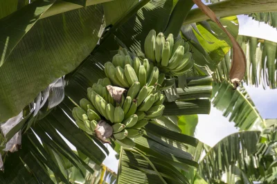 N.....y - Piękne banany zaraz przy drodze ( ͡° ͜ʖ ͡°) #malezja #kualalumpur #niestabi...