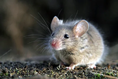 szybkiekonto - Mysz to po ukraińsku mysza :3 Słodka mysza

#ukrainski
