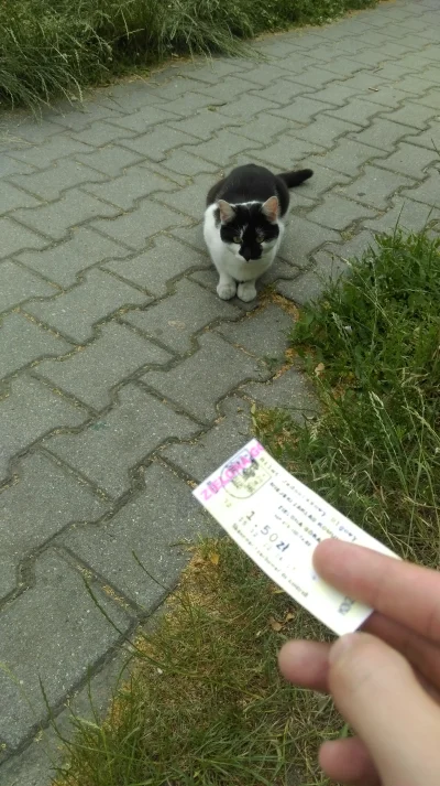 Kristofer93 - Bilet do kontroli proszę (｡◕‿‿◕｡)
#smiesznekotki #koty