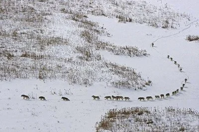 p.....e - Dzisiaj mała ciekawostka ze świata wilków:

Wilcza wataha - pierwsze trzy...