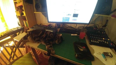 anenya - Niebieski zrobił sobie miejsce na biurku
#koty #pokazkota #morrisku